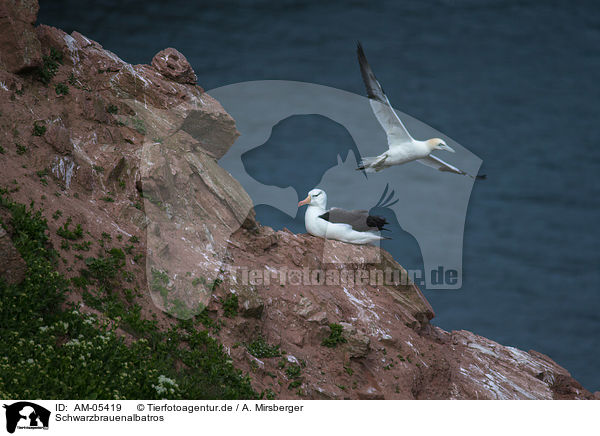 Schwarzbrauenalbatros / black-browed albatross / AM-05419