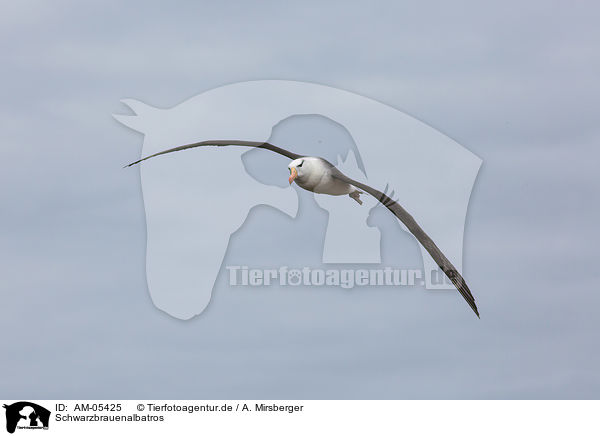 Schwarzbrauenalbatros / black-browed albatross / AM-05425