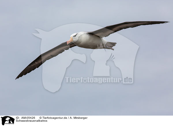Schwarzbrauenalbatros / black-browed albatross / AM-05426