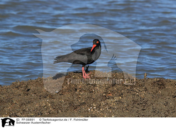 Schwarzer Austernfischer / African black oystercatcher / FF-08891