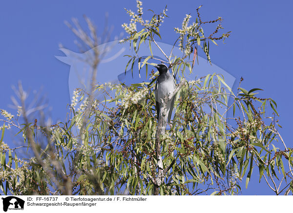 Schwarzgesicht-Raupenf�nger / FF-16737