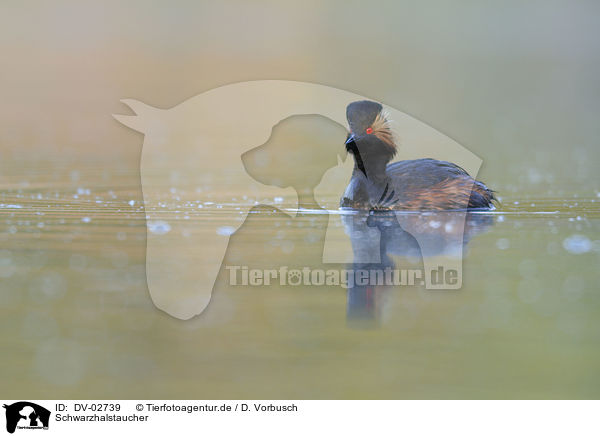 Schwarzhalstaucher / black-necked grebe / DV-02739