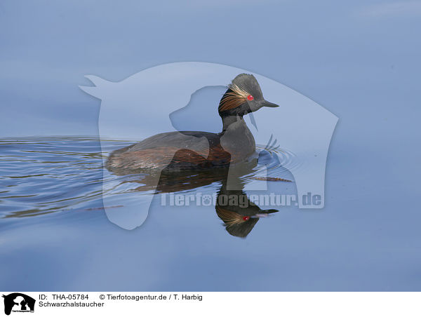 Schwarzhalstaucher / THA-05784