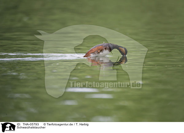 Schwarzhalstaucher / black-necked grebe / THA-05793