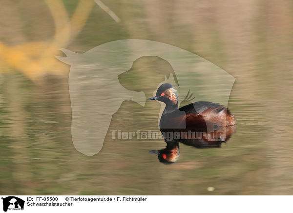 Schwarzhalstaucher / black-necked grebe / FF-05500