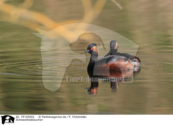 Schwarzhalstaucher / black-necked grebes / FF-05502