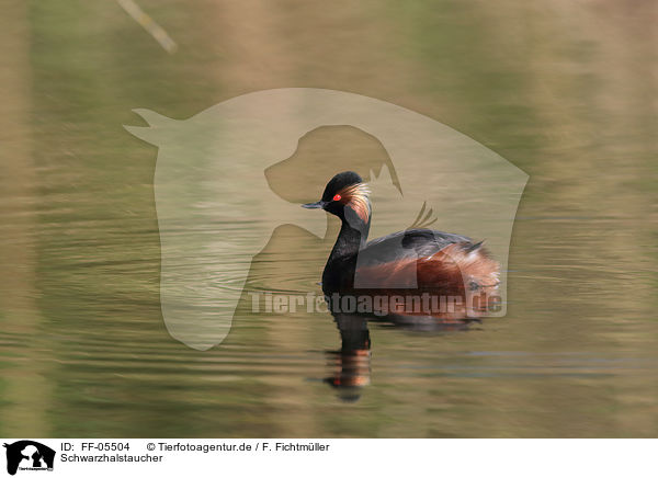 Schwarzhalstaucher / black-necked grebe / FF-05504