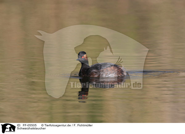 Schwarzhalstaucher / black-necked grebe / FF-05505