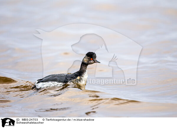 Schwarzhalstaucher / black-necked grebe / MBS-24703