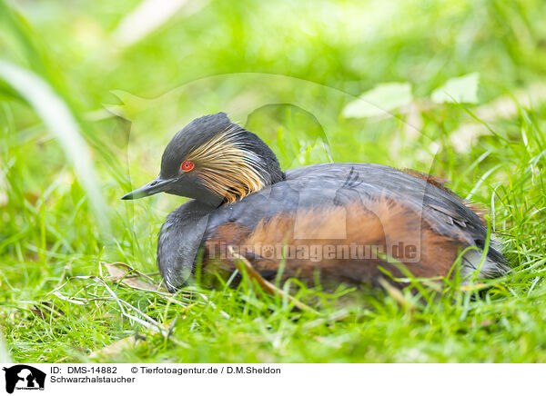 Schwarzhalstaucher / black-necked grebe / DMS-14882