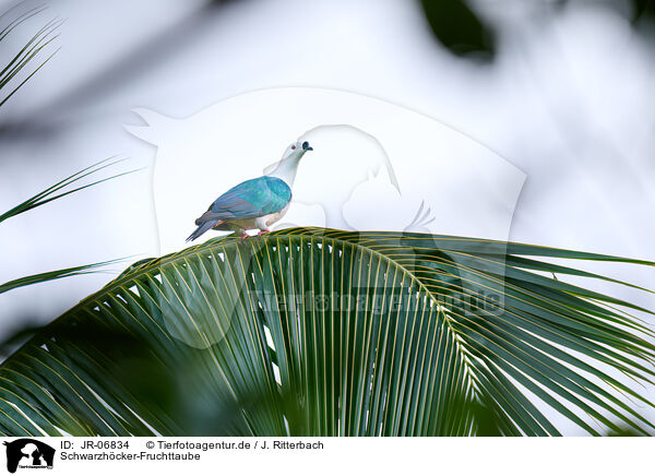 Schwarzhcker-Fruchttaube / black-knobbed pigeon / JR-06834