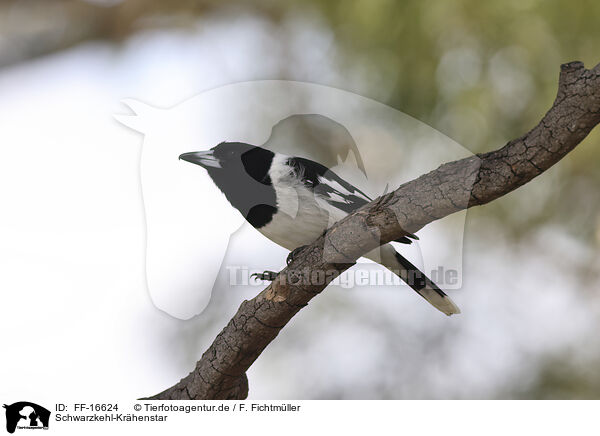 Schwarzkehl-Kr�henstar / Pied Butcherbird / FF-16624