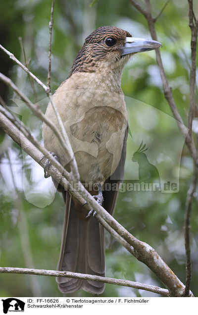 Schwarzkehl-Kr�henstar / Pied Butcherbird / FF-16626