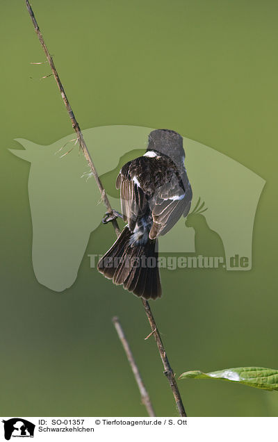 Schwarzkehlchen / stonechat / SO-01357