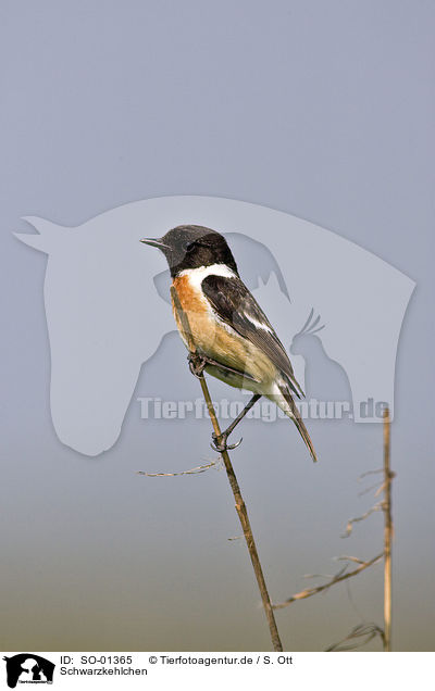 Schwarzkehlchen / stonechat / SO-01365