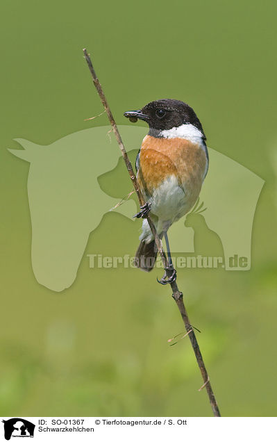 Schwarzkehlchen / stonechat / SO-01367