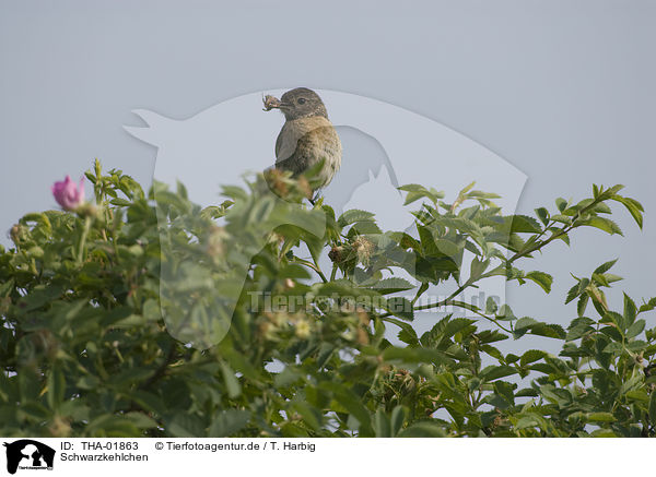 Schwarzkehlchen / common stonechat / THA-01863