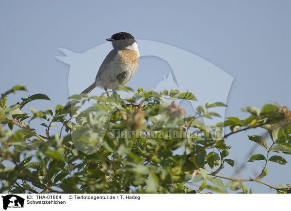 Schwarzkehlchen / common stonechat / THA-01864
