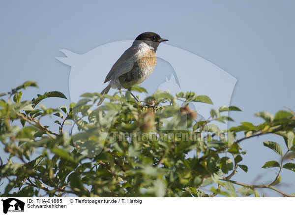 Schwarzkehlchen / common stonechat / THA-01865