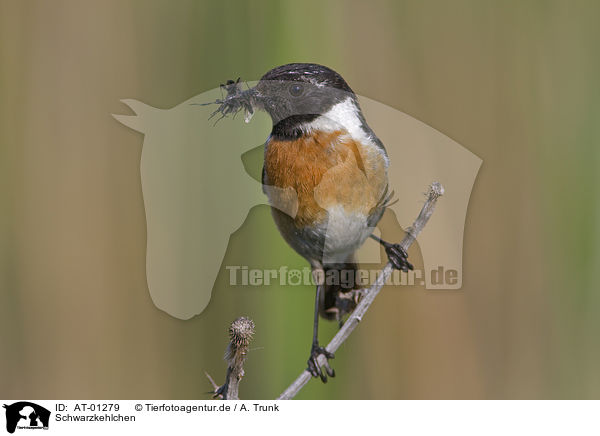 Schwarzkehlchen / Common Stonechat / AT-01279