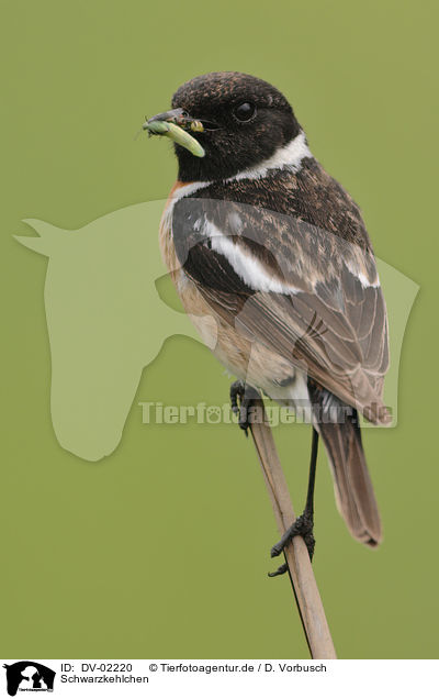 Schwarzkehlchen / common stonechat / DV-02220