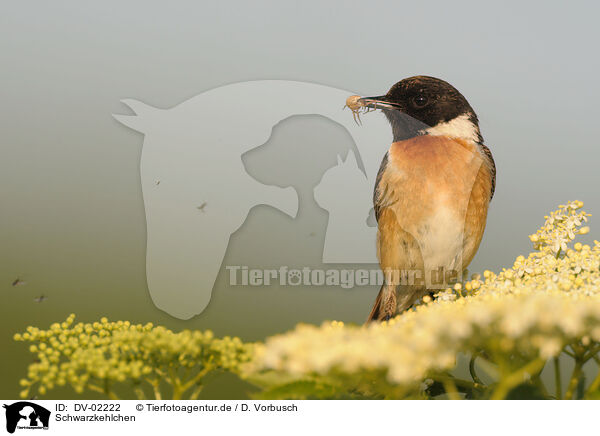 Schwarzkehlchen / common stonechat / DV-02222