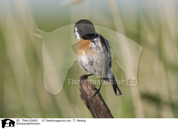 Schwarzkehlchen / common stonechat / THA-03645