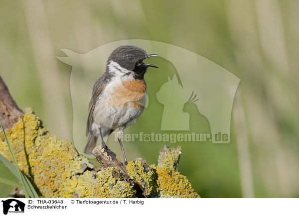 Schwarzkehlchen / common stonechat / THA-03648