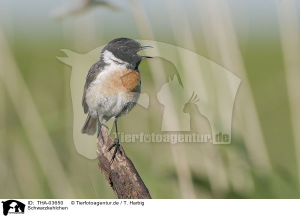 Schwarzkehlchen / common stonechat / THA-03650