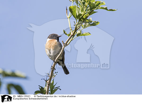 Europisches Schwarzkehlchen / common stonechat / MBS-15521