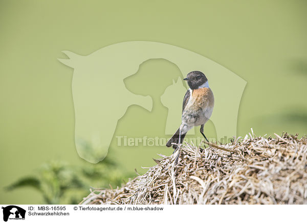 Schwarzkehlchen / common stonechat / MBS-16595