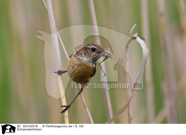 Schwarzkehlchen / stonechat / SO-03518