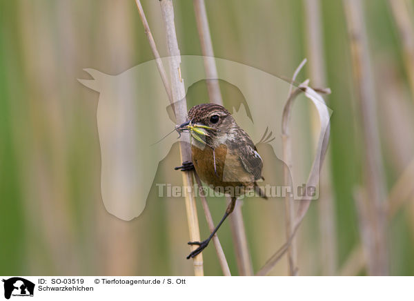 Schwarzkehlchen / stonechat / SO-03519