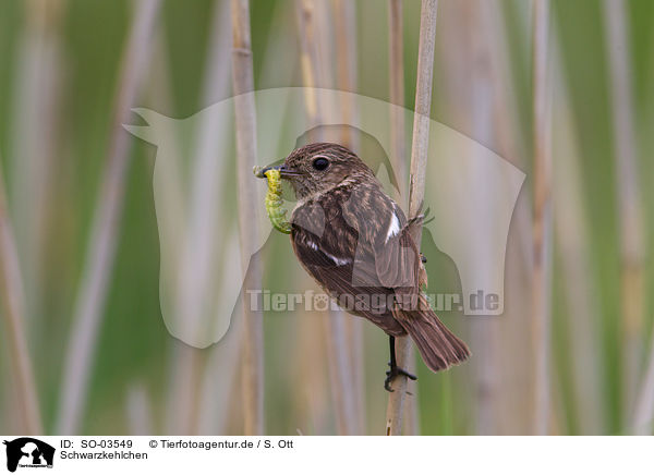 Schwarzkehlchen / stonechat / SO-03549