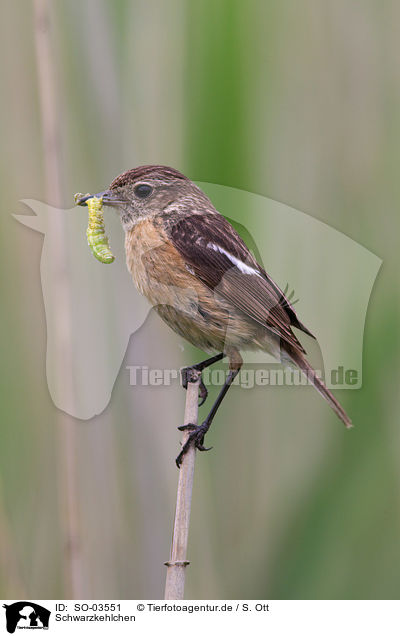 Schwarzkehlchen / stonechat / SO-03551