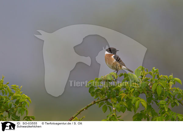 Schwarzkehlchen / stonechat / SO-03555