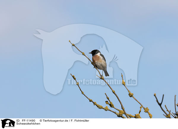 Schwarzkehlchen / Stonechat / FF-11490