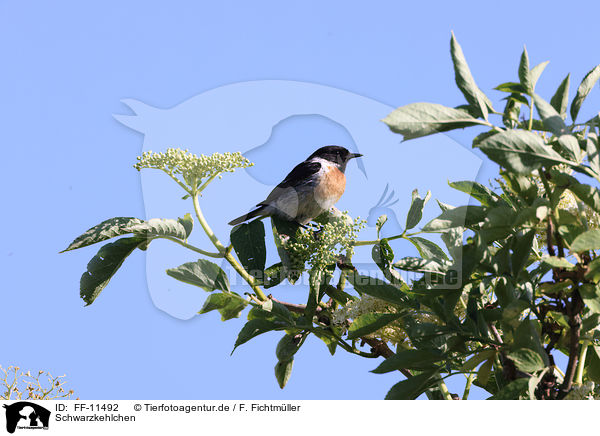 Schwarzkehlchen / Stonechat / FF-11492