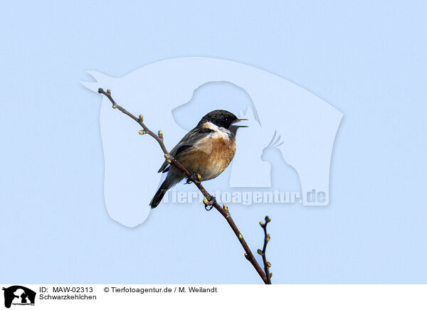 Schwarzkehlchen / common stonechat / MAW-02313