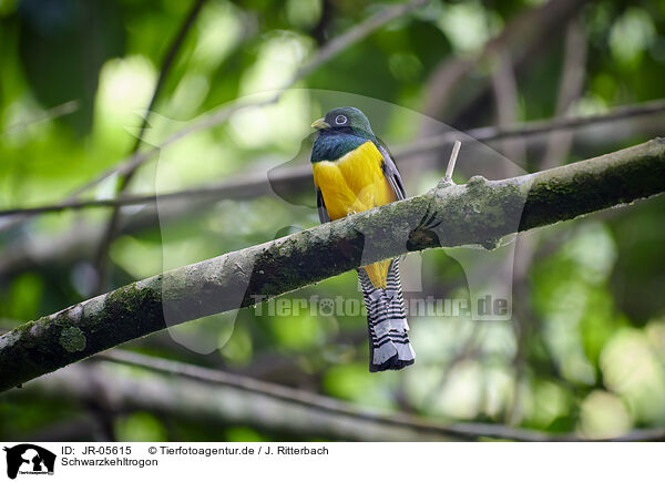 Schwarzkehltrogon / black-throated trogon / JR-05615