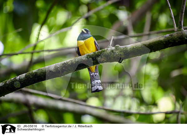 Schwarzkehltrogon / black-throated trogon / JR-05616