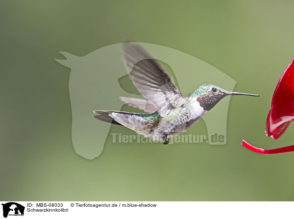 Schwarzkinnkolibri / black-chinned hummingbird / MBS-08033