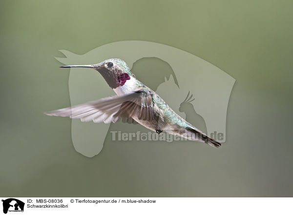 Schwarzkinnkolibri / black-chinned hummingbird / MBS-08036