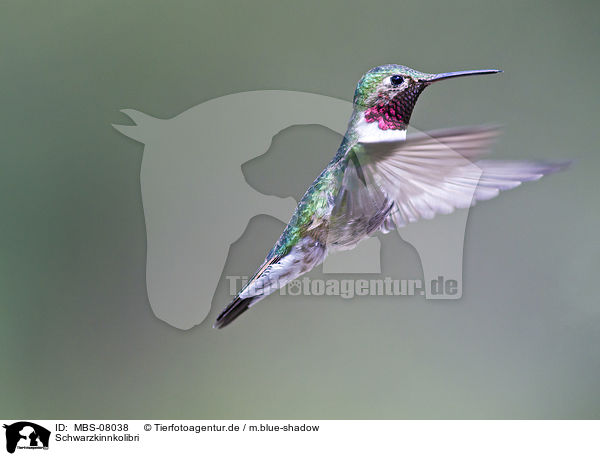 Schwarzkinnkolibri / black-chinned hummingbird / MBS-08038