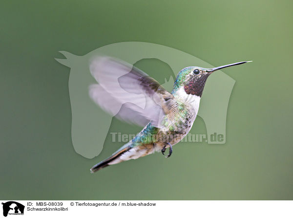 Schwarzkinnkolibri / black-chinned hummingbird / MBS-08039