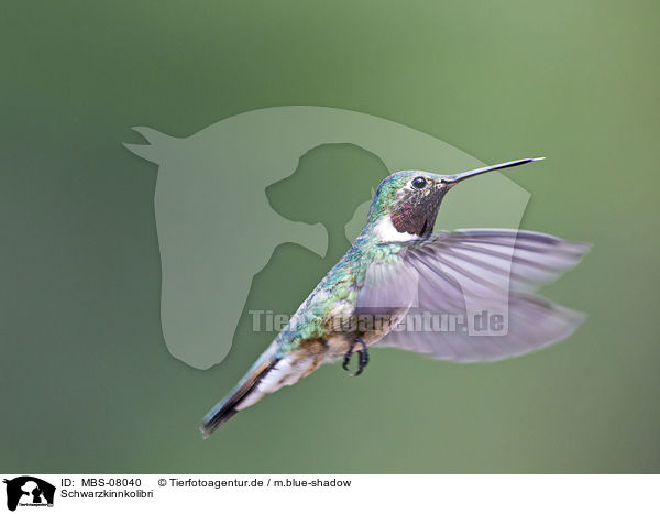 Schwarzkinnkolibri / MBS-08040