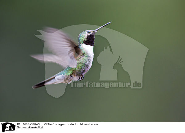 Schwarzkinnkolibri / black-chinned hummingbird / MBS-08043