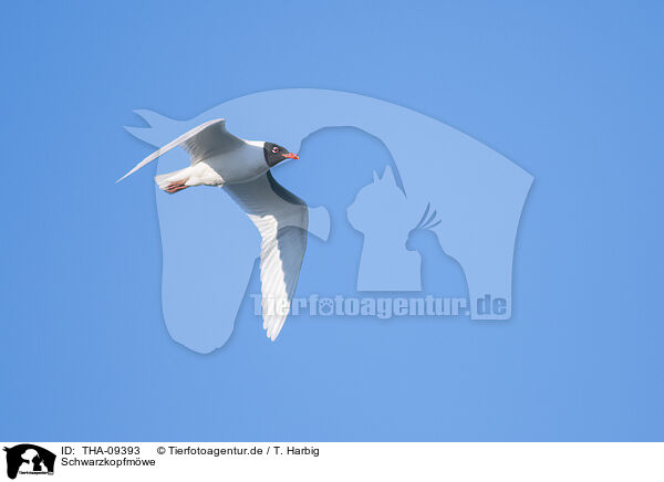 Schwarzkopfmwe / Mediterranean gull / THA-09393