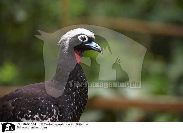 Schwarzmaskenguan / black-fronted piping guan / JR-01584