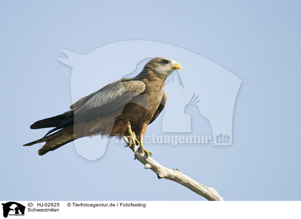 Schwarzmilan / black-eared kite / HJ-02925